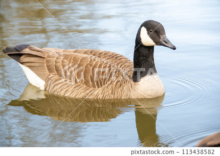 Canadian geese, Branta canadensis on the lake. Canadian geese, Branta canadensis on the lake. 113438582