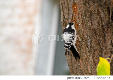 Female Hairy Woodpecker and female Downy Woodpecker Female Hairy Woodpecker and female Downy Woodpecker 113438583