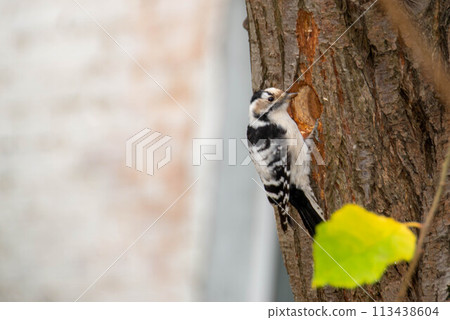 Female Hairy Woodpecker and female Downy Woodpecker Female Hairy Woodpecker and female Downy Woodpecker 113438604