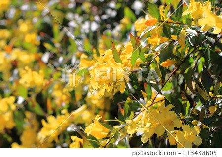 盛開的卡羅萊納茉莉花 113438605