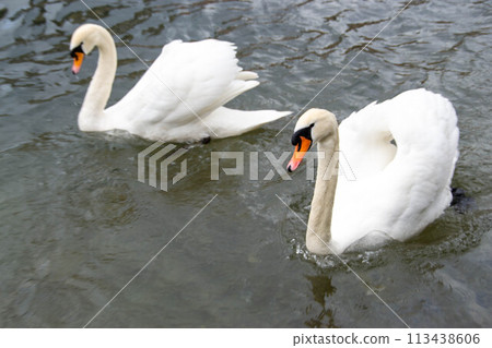 Beautiful white Swans couple close up on the pond water. Beautiful white Swans couple close up on the pond water. 113438606