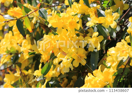 盛開的卡羅萊納茉莉花 113438607