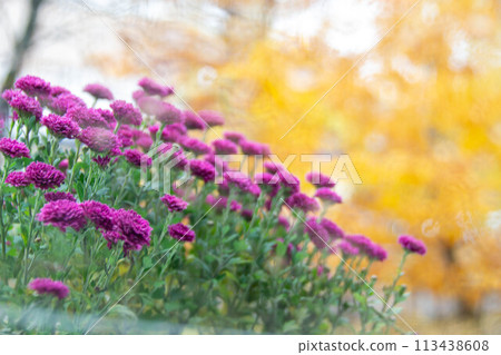 bouquet of red chrysanthemums on a white background isolated bouquet of red chrysanthemums on a white background isolated 113438608