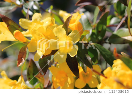 Carolina jasmine in full bloom 113438615