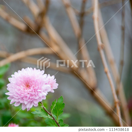 Aster flower has another name Aster flower has another name 113438618