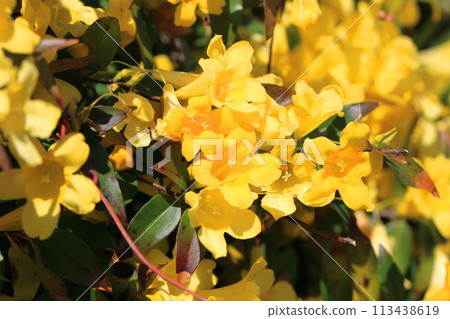 Carolina jasmine in full bloom 113438619
