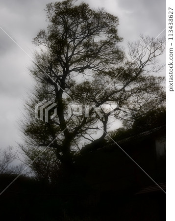 Spring Satoyama 113438627