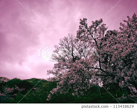 Spring Satoyama 113438629