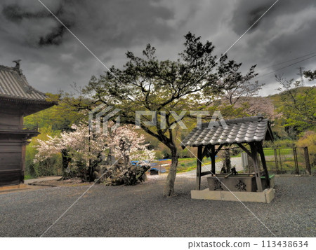 Spring Satoyama 113438634