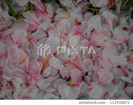 春天里山 春天里山 113438671