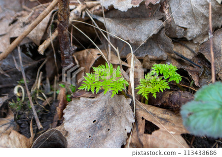A close up of a plant with green leaves and the word fern on it. A close up of a plant with green leaves and the word fern on it. 113438686