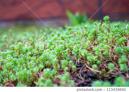 A close up of a green plant with the word green on it 113438692
