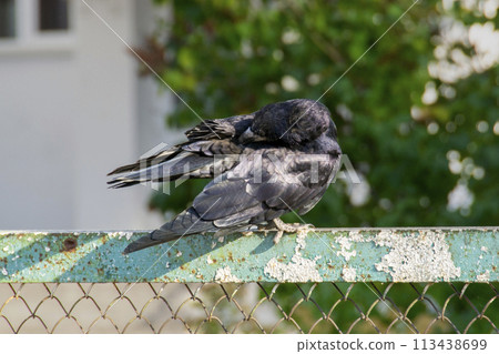 A raven is one of several larger-bodied species of the genus Corvus. 113438699