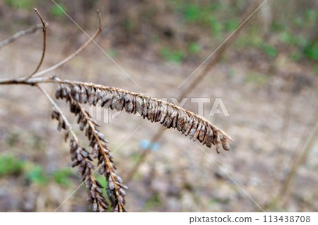 A close up of a plant with the word wild on it 113438708