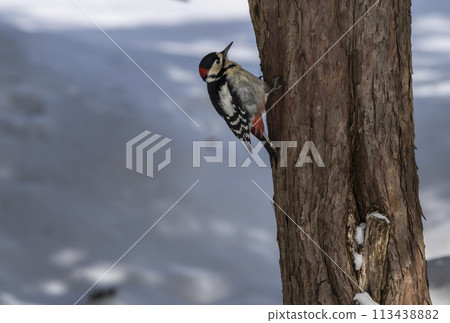 停留在樹的草莓 113438882