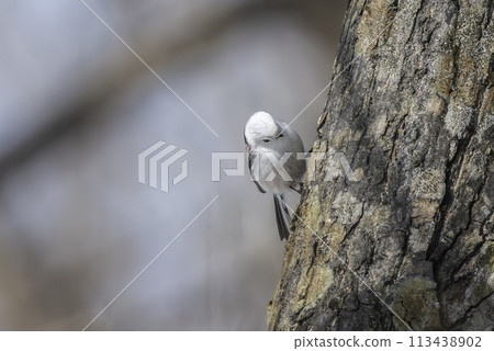 島永飲用液 113438902