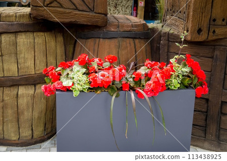 Beautiful roses Bush in garden, roses for Valentine Day. 113438925