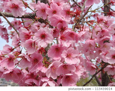 "Yohkou" (Sunshine), a hybrid cherry tree native to Japan 113439014