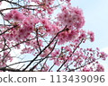 Cherry Blossoms	 113439096