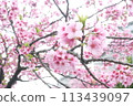 Cherry Blossoms	 113439097