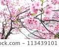 Cherry Blossoms	 113439101