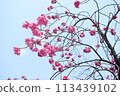 Cherry Blossoms	 113439102