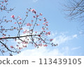 Cherry Blossoms	 113439105
