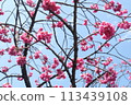 Cherry Blossoms	 113439108