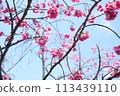 Cherry Blossoms	 113439110