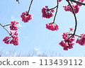 Cherry Blossoms	 113439112