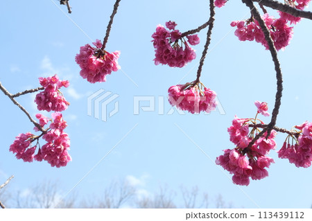 Cherry Blossoms Cherry Blossoms 113439112