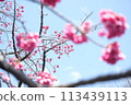 Cherry Blossoms	 113439113