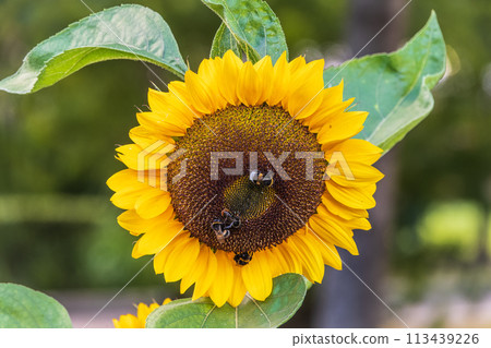 Close-up image of a bumblebee on a sunflower, flower pollen on a bee, no people, macro photography 113439226