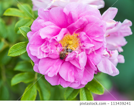 Rosehip flowers with a honey bee, close up. Rosehips pink flowers on green background in sunset light Rosehip flowers with a honey bee, close up. Rosehips pink flowers on green background in sunset light 113439241