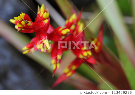Flowers of germanya 113439256