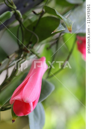 Lapajulia rosea flower 113439261
