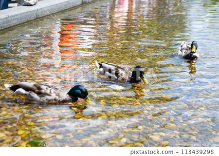 Image of an animal a wild drake and a duck sail on a pond 113439298