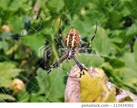 Macro spider close-up. Spider in the wild nature weaving web. Toxic wild spider 113439302