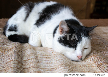 A black and white cat with a green eye is sleeping on a brown and tan blanket. 113439304