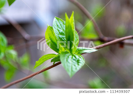A tree branch with green leaves and the word maple on it A tree branch with green leaves and the word maple on it 113439307