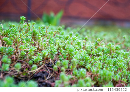A close up of a green plant with the word green on it 113439322