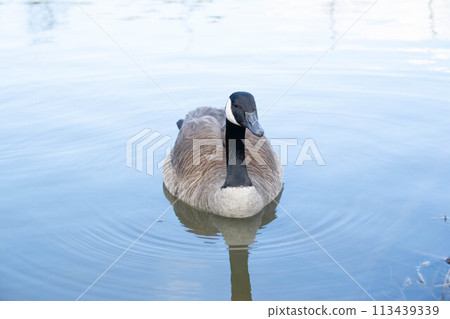 Canadian geese, Branta canadensis on the lake. Canadian geese, Branta canadensis on the lake. 113439339