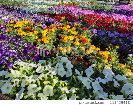 2024 花園項鍊橫濱 113439418