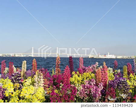 Linhai Park 113439420