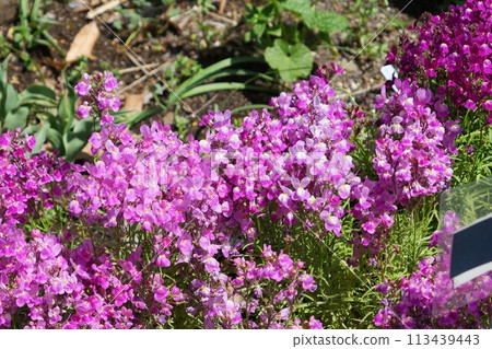 在花壇裡盛開的柳穿魚 113439443