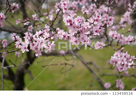 Green spaces and cherry blossoms 113439516