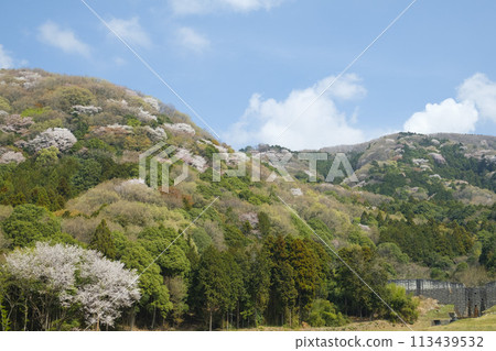 Mountain cherry blossoms and peaceful rural scenery in Sakuragawa City, famous for the Noh play Sakuragawa Mountain cherry blossoms and peaceful rural scenery in Sakuragawa City, famous for the Noh play Sakuragawa 113439532
