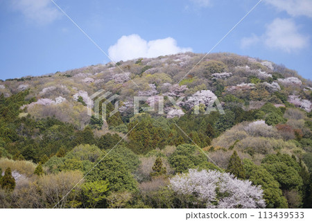 Mountain cherry blossoms and peaceful rural scenery in Sakuragawa City, famous for the Noh play Sakuragawa Mountain cherry blossoms and peaceful rural scenery in Sakuragawa City, famous for the Noh play Sakuragawa 113439533