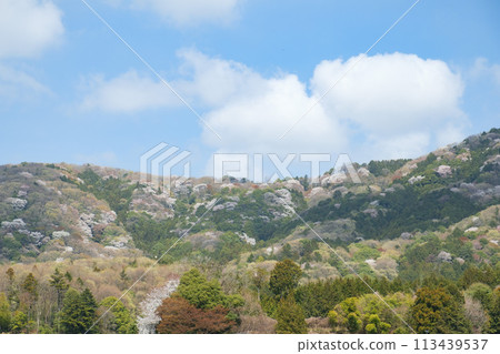 Mountain cherry blossoms and peaceful rural scenery in Sakuragawa City, famous for the Noh play Sakuragawa Mountain cherry blossoms and peaceful rural scenery in Sakuragawa City, famous for the Noh play Sakuragawa 113439537