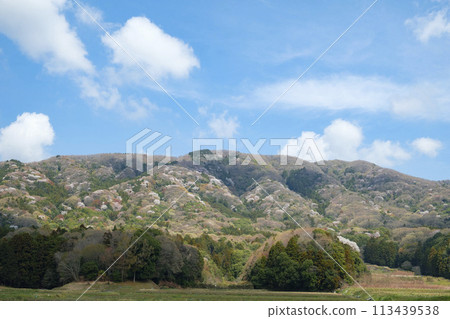 Mountain cherry blossoms and peaceful rural scenery in Sakuragawa City, famous for the Noh play Sakuragawa Mountain cherry blossoms and peaceful rural scenery in Sakuragawa City, famous for the Noh play Sakuragawa 113439538